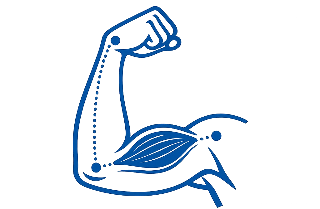 Biceps brachii muscle anatomy illustration showing elbow control and forearm movement in children’s gymnastics