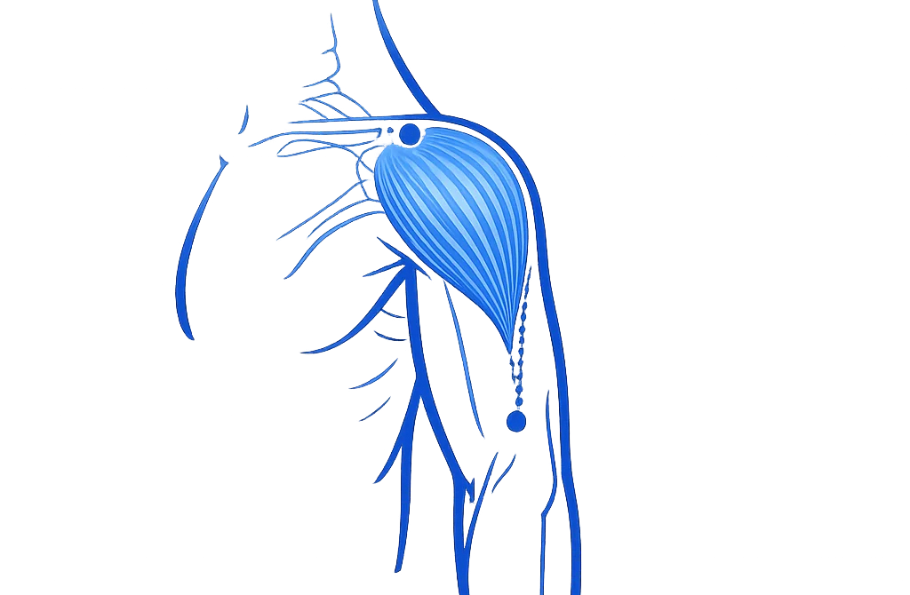 Deltoid shoulder muscle anatomy illustration showing overhead stability in gymnastics supports and handstands