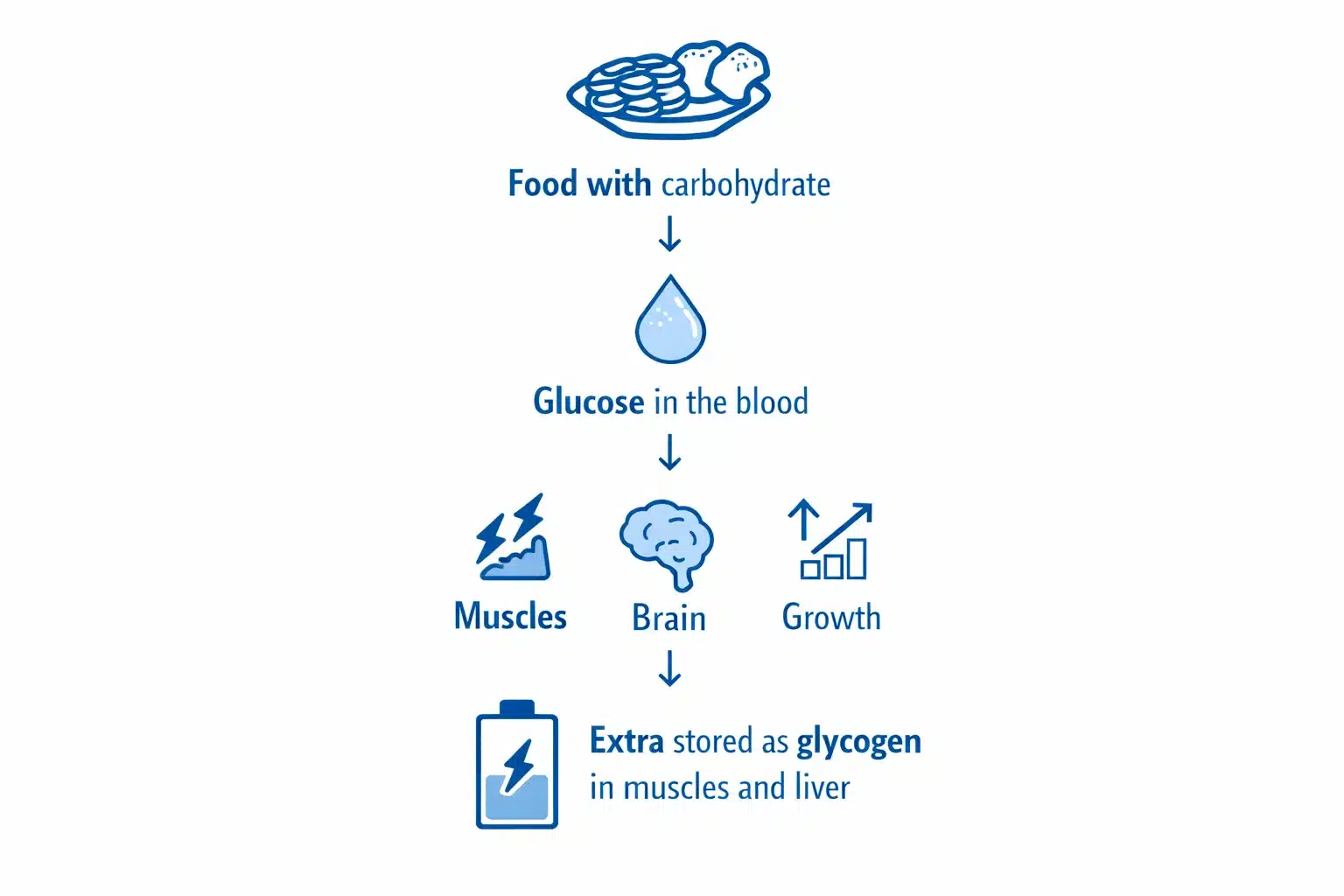 Diagram showing how carbohydrate in food becomes glucose in the blood, supports muscles, brain and growth, and is stored as glycogen in muscles and liver.
