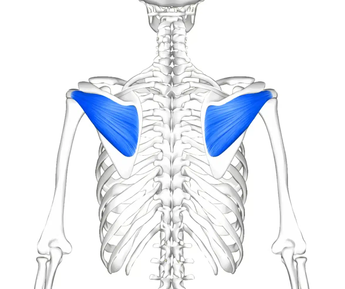 Posterior view of the shoulder blades showing the infraspinatus muscles highlighted in blue below the spine of the scapula.
