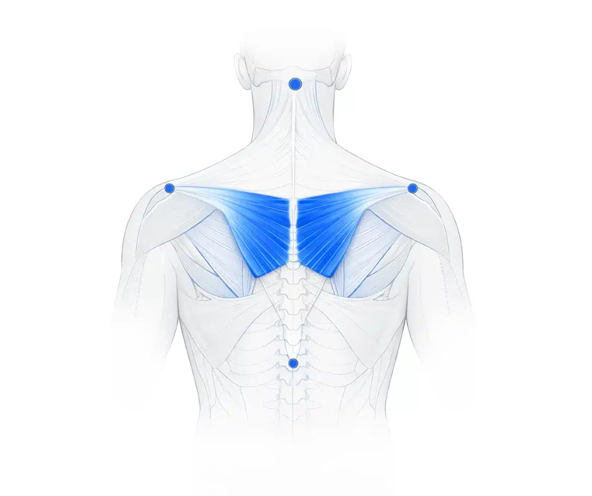 Posterior view of the upper back showing the rhomboids muscles highlighted in blue between the spine and shoulder blades.
