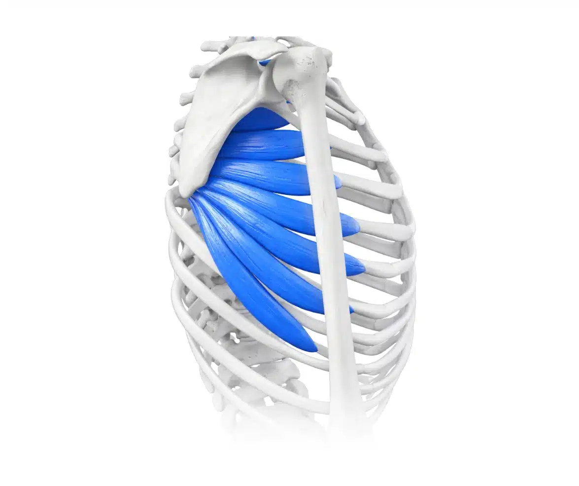 Side view of the ribcage and shoulder showing the serratus anterior muscle highlighted in blue along the ribs.