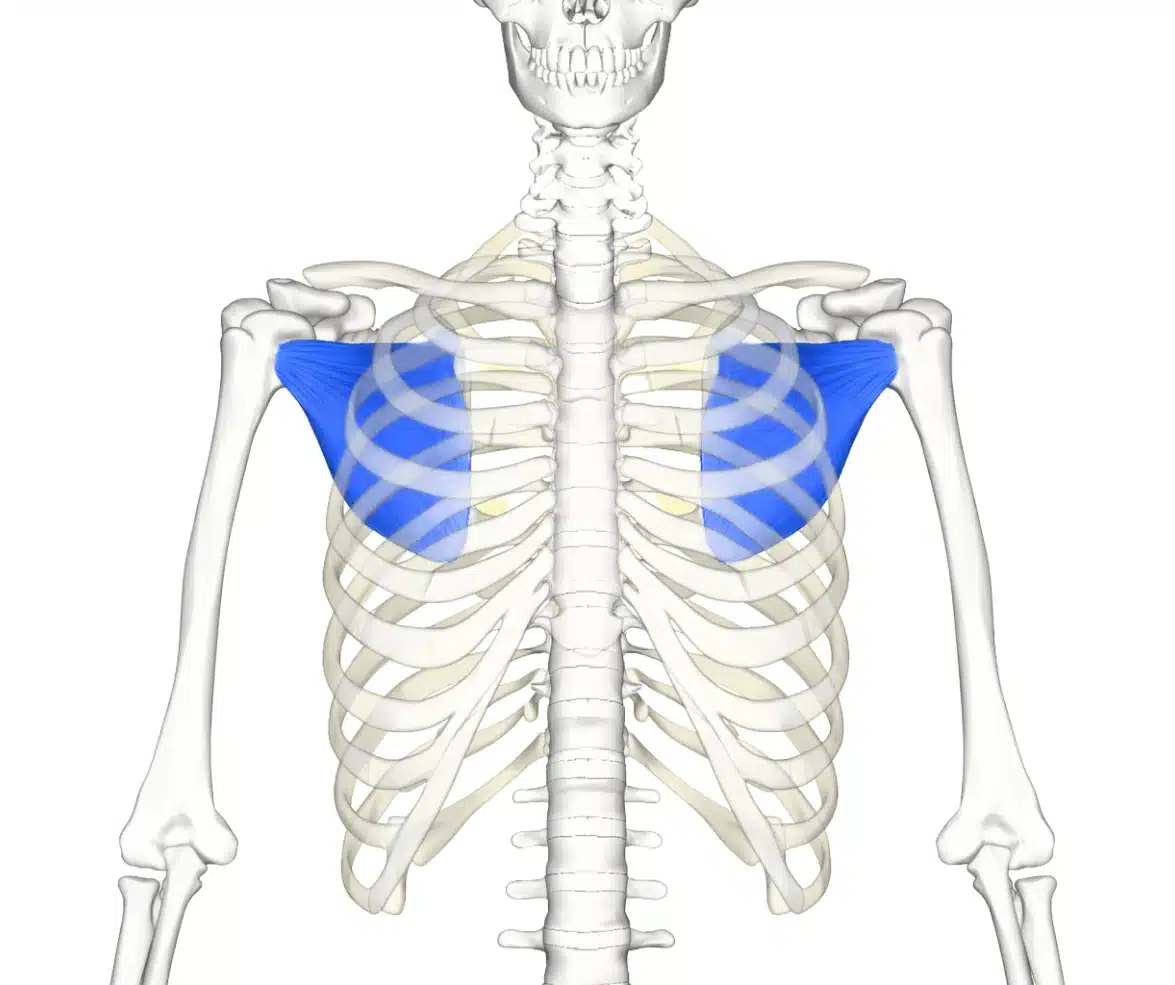 Front view of the ribcage and shoulders showing the subscapularis muscles highlighted in blue on the front surface of both shoulder blades.