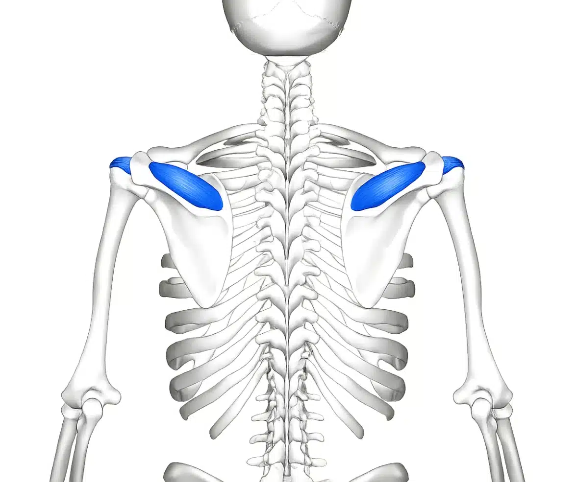Posterior view of the shoulder showing the supraspinatus muscle highlighted in blue above the shoulder blade.