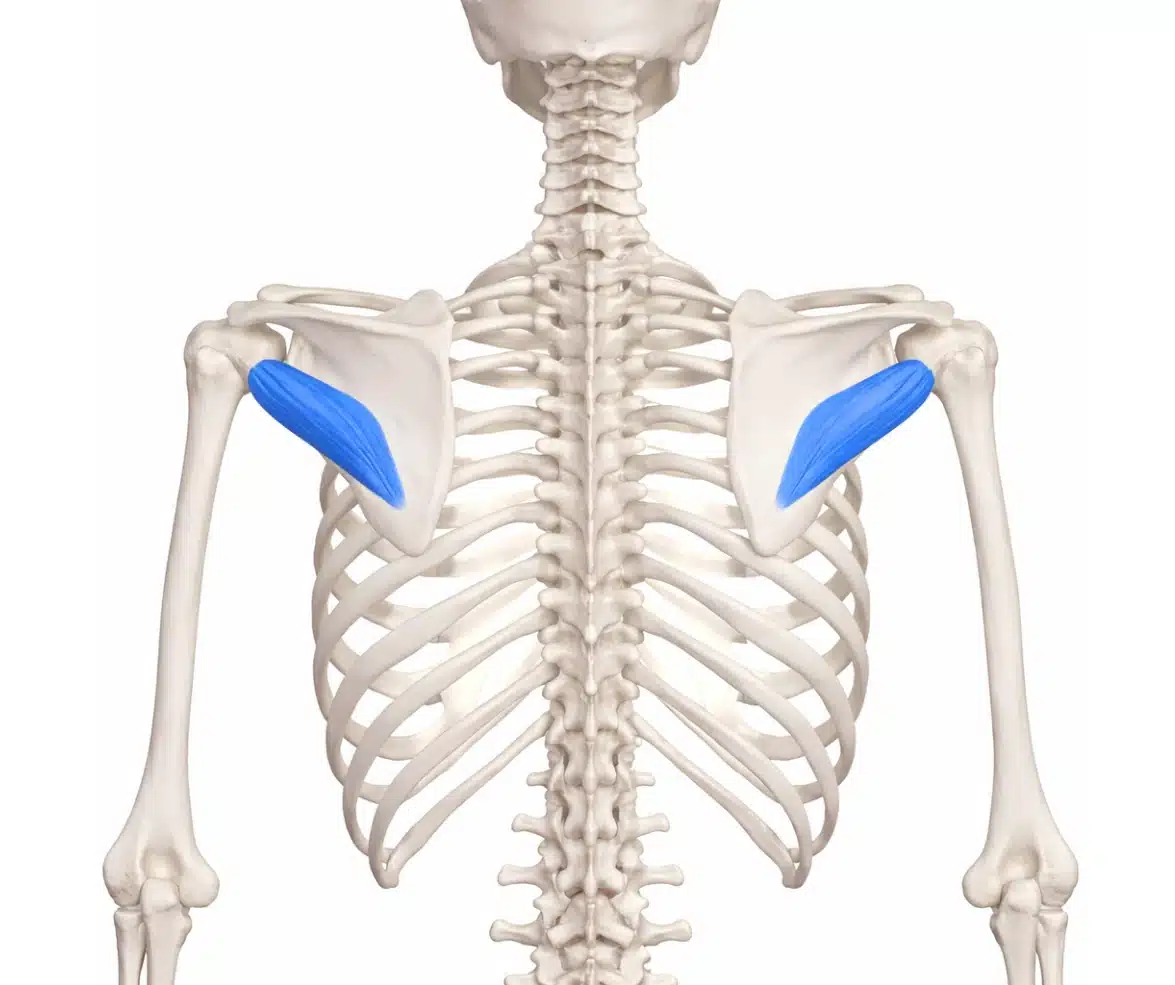 Posterior view of the upper back showing the teres minor muscles highlighted in blue between the shoulder blade and upper arm.