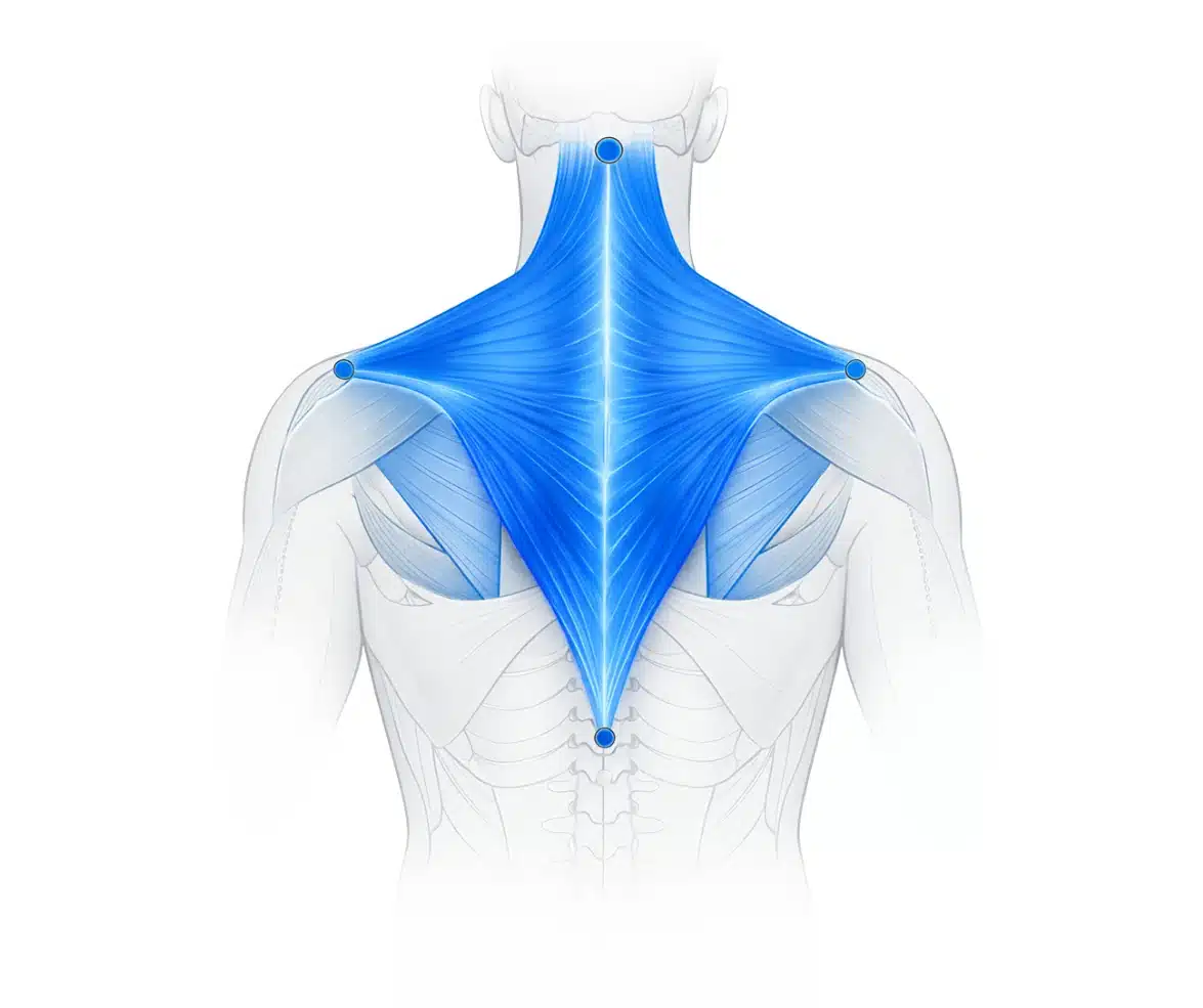 Posterior view of the upper back showing the trapezius muscle highlighted in blue from the neck to the middle back and shoulders.