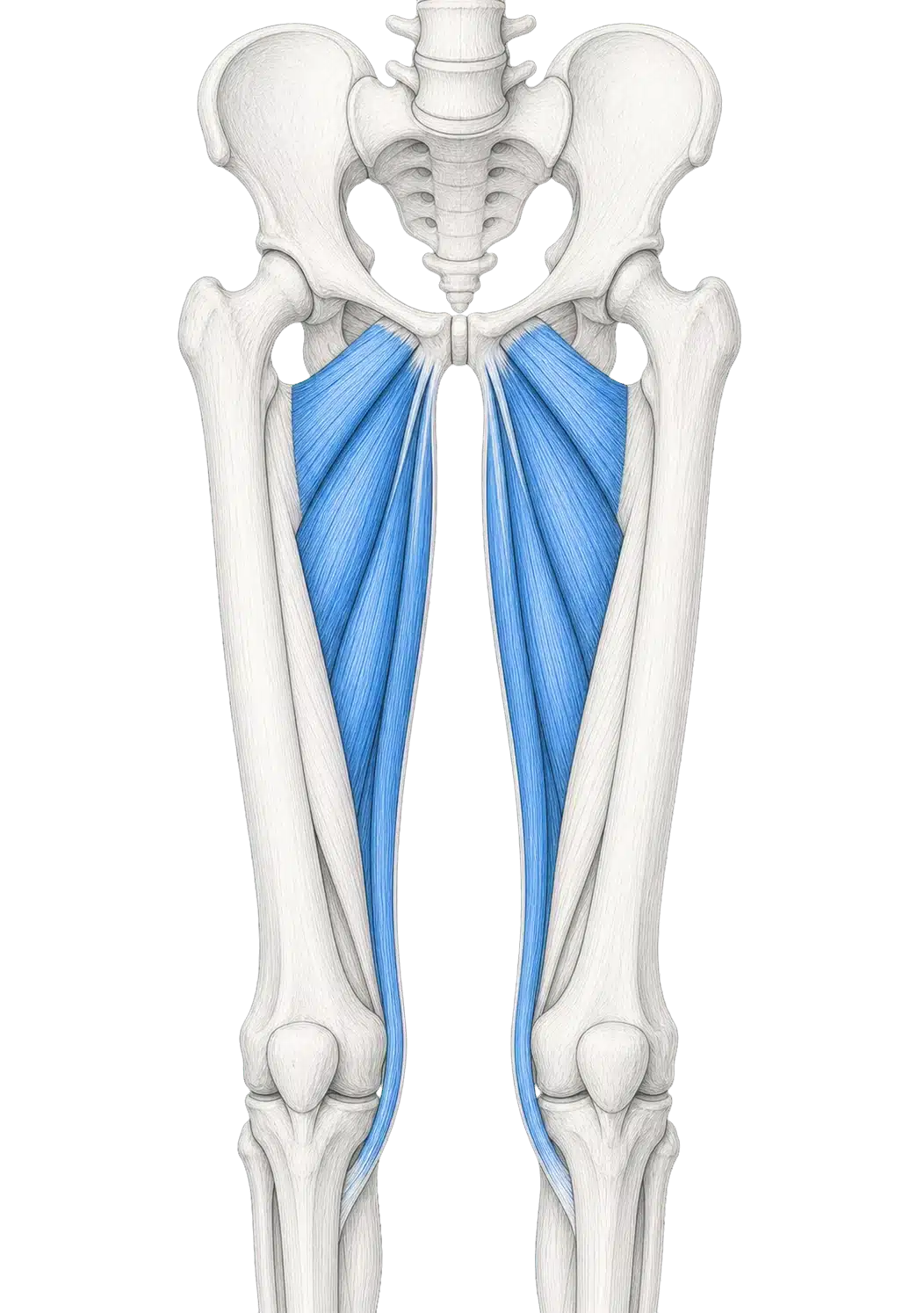 Anterior anatomical illustration highlighting the inner-thigh adductor muscle group in blue