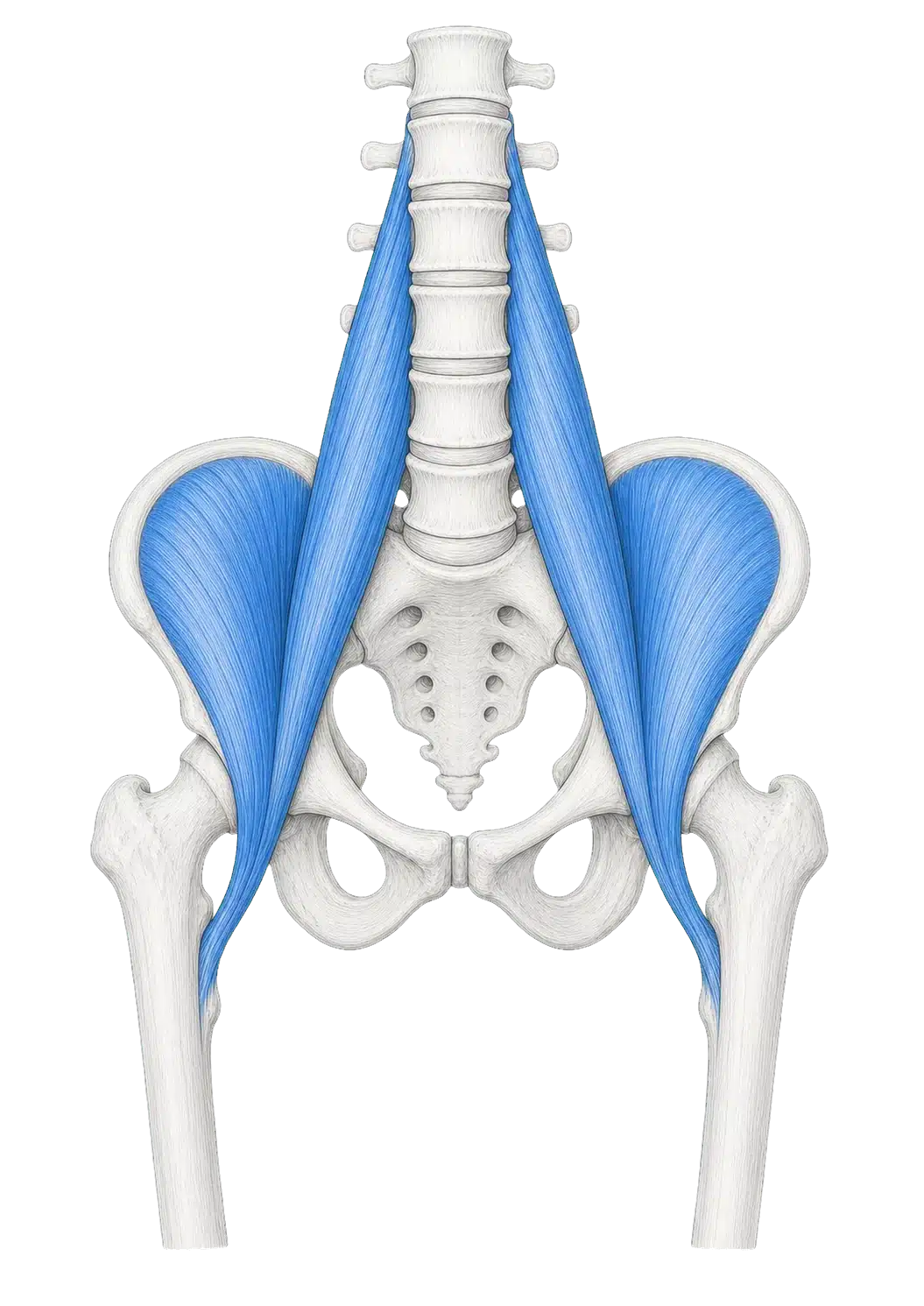 Anterior anatomical illustration highlighting the iliacus and psoas major muscles in blue