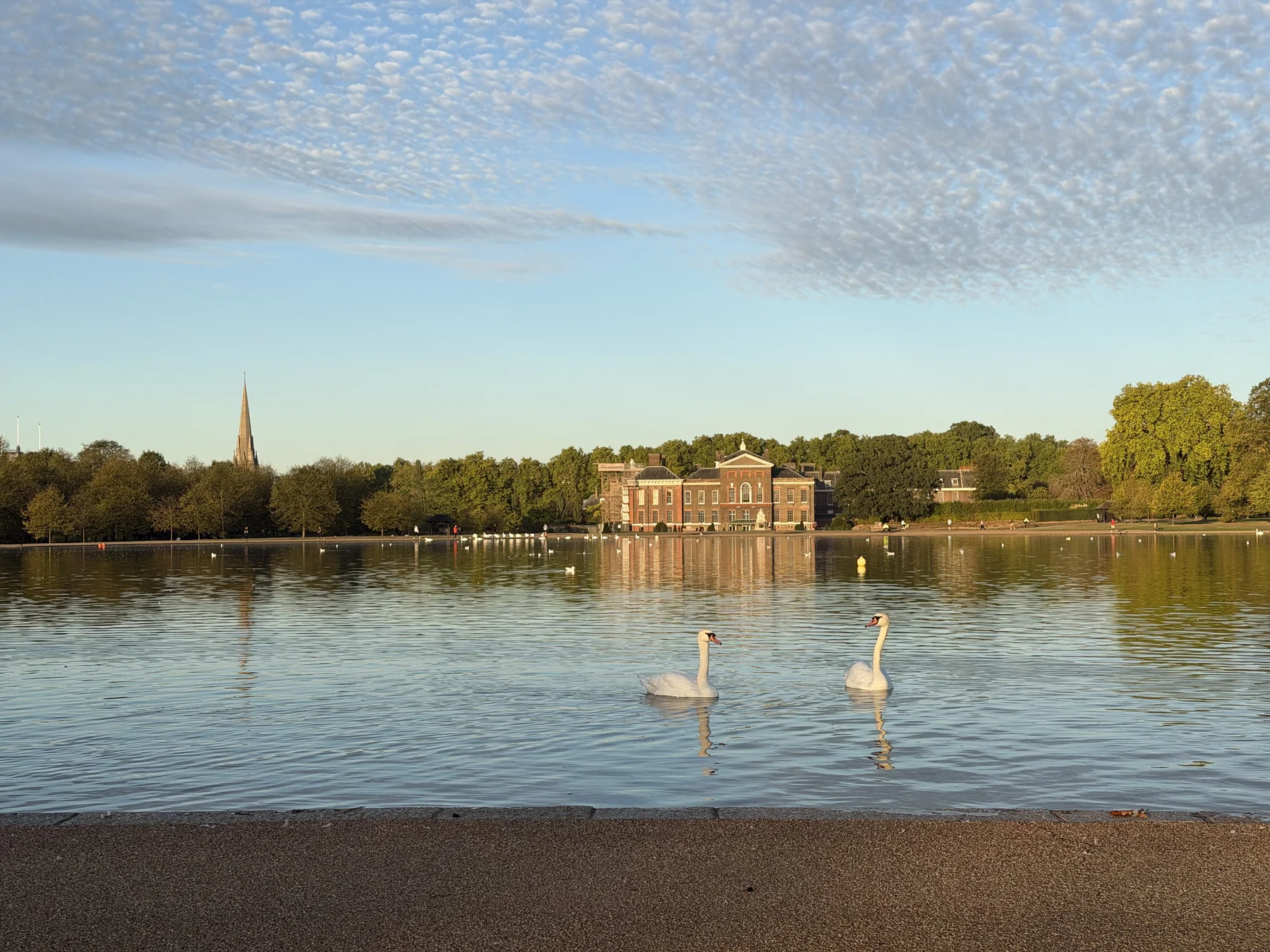 The Round Pond and Kensington Palace, with two swans and the spire of St Mary Abbots on the skyline.